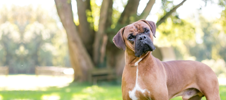 Een gespierde bruine hond staat alert in een zonnig park, met zijn kop nieuwsgierig schuin gehouden en een grote boom op de achtergrond