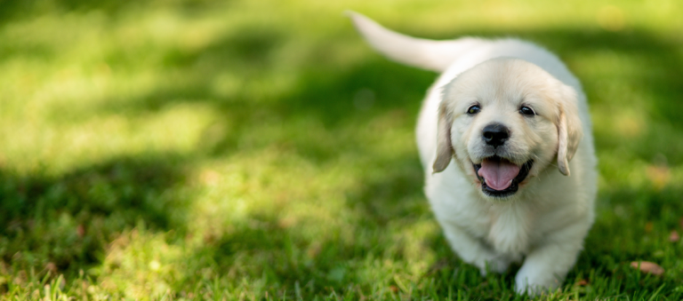 Een vrolijke, lichtgekleurde pup rent over het gras terwijl hij recht naar de camera kijkt.