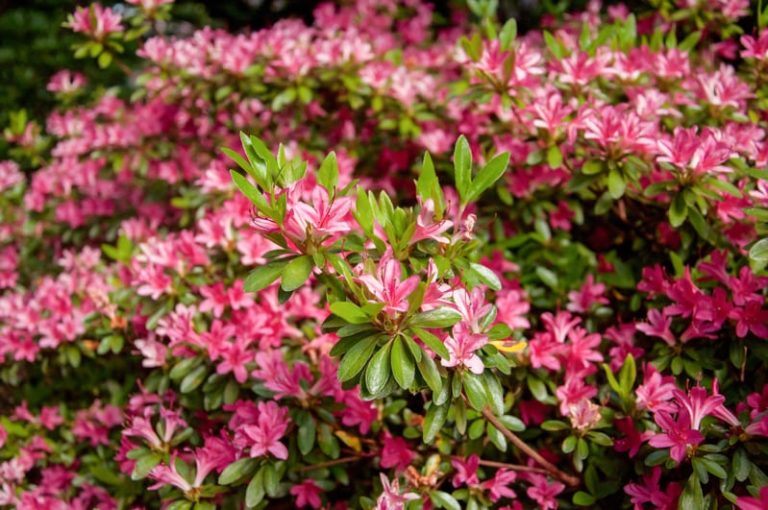 Azaleas and rhododendrons