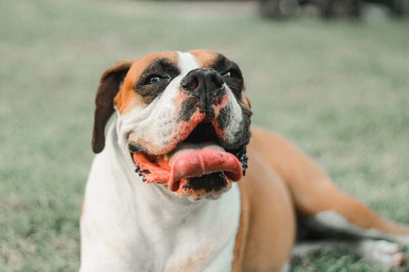 Kosten biopt hond