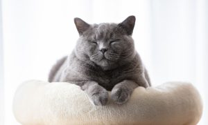 Hoe weet je of je kat gezond is PetSecur