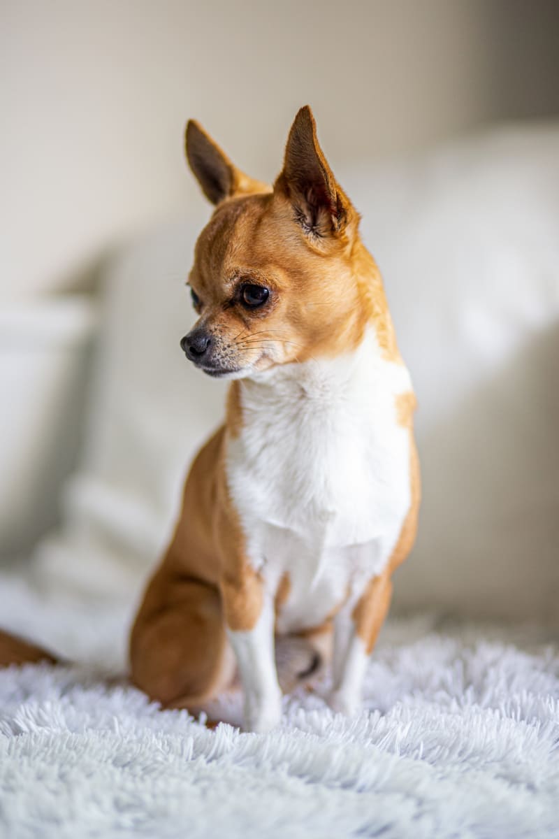 Kosten chihuahua