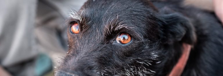 Een zwarte hond met warmbruin ogen kijkt omhoog, met zachte grijze haartjes rond zijn snuit die extra karakter geven