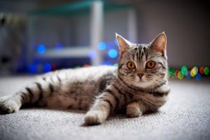 Je kat verzekeren, wat is verstandig?