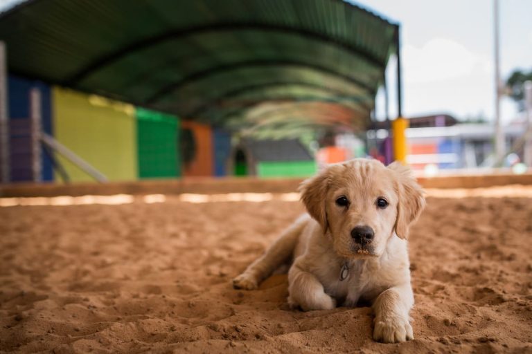 Een jonge golden retriever ligt ontspannen op een zandbodem onder een overdekte hal met kleurrijke muren op de achtergrond.