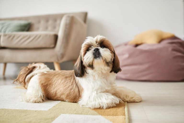 Een kleine, langharige hond ligt ontspannen op een vloerkleed in een lichte, huiselijke woonkamer.