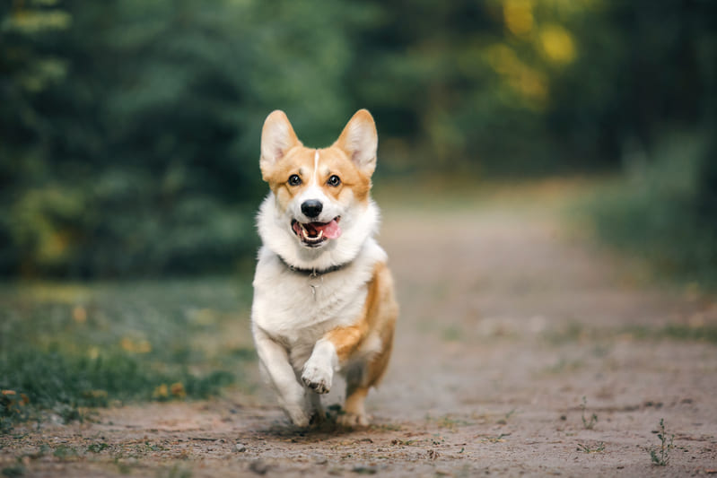 Maandelijkse kosten hond