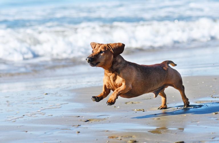 Een vrolijke bruine hond rent over het strand met zijn poten in de lucht en de golven op de achtergrond