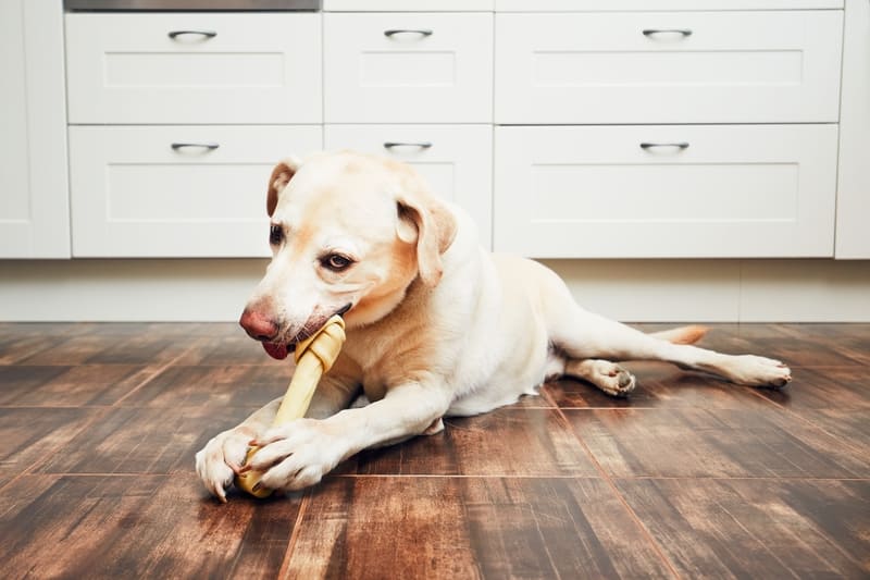 Progesteron test hond kosten