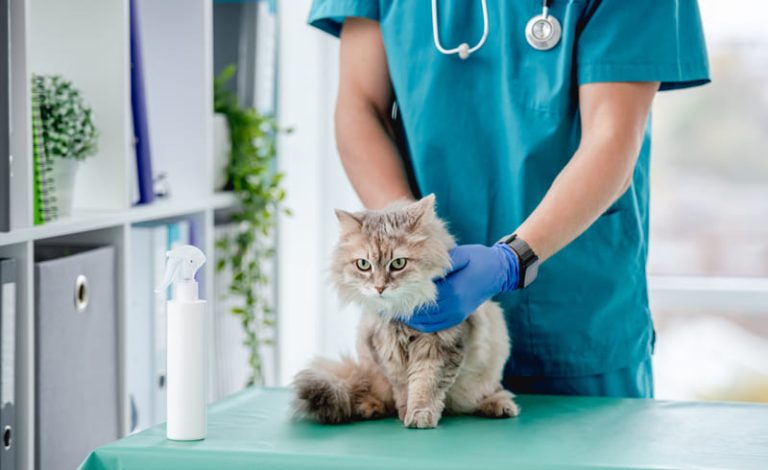 Een pluizige kat zit op een onderzoekstafel terwijl een dierenarts in blauwe scrubs haar voorzichtig vasthoudt