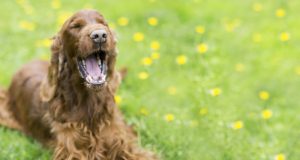 Verzekering voor je hond bij PetSecur