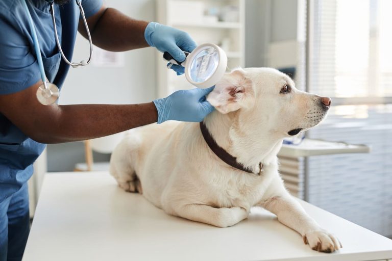 Een dierenarts onderzoekt het oor van een witte hond die rustig op een tafel ligt in een lichte behandelkamer
