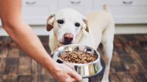Hond die kijkt naar een bak brokken PetSecur