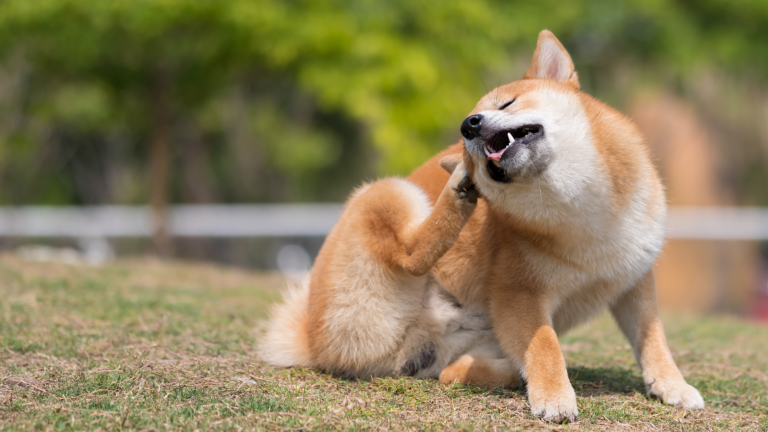 Een lichtbruine hond zit op het gras en krabt met zijn achterpoot aan zijn kop