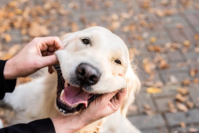 Een vrolijke, lichtgekleurde hond wordt door iemand aan zijn wangen gekriebeld, waardoor hij breed lijkt te glimlachen terwijl hij buiten zit tussen de gevallen herfstbladeren.