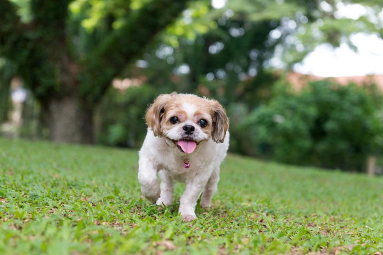 Een kleine hond loopt vrolijk over het gras met zijn tong uit de bek, omringd door groene bomen.