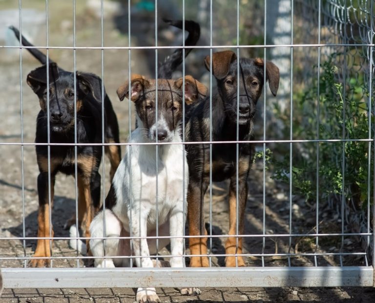 Drie jongen honden staan achter een metalen hek en kijken nieuwsgierig naar buiten