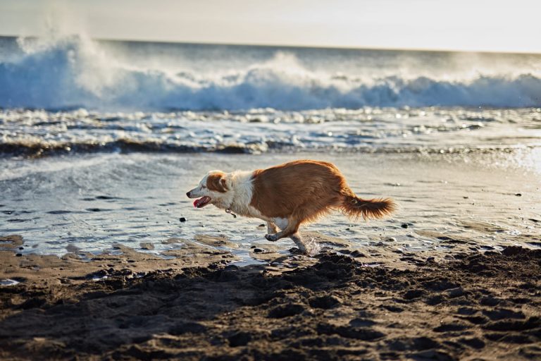 Een bruine en witte hond rent enthousiast over het strand langs de branding, met golven op de achtergrond en opspattend water.