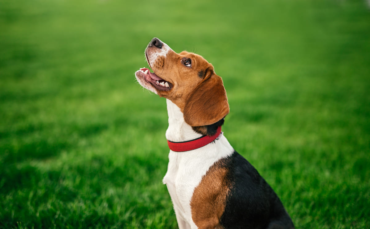 Kosten endoscopie hond
