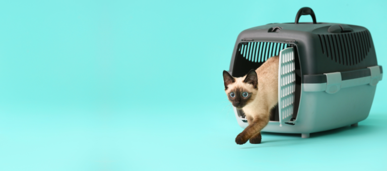 Een siamese kat met blauwe ogen stapt voorzichtig uit een grijze draagmand, tegen een effen turquoise achtergrond.