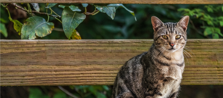 Een grijs-bruine gestreepte kat zit rustig voor een houten hek met groene bladeren op de achtergrond en kijkt recht in de camera.