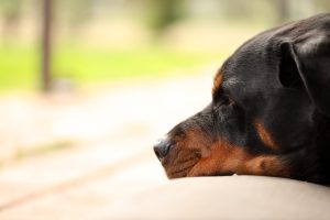 Een rottweiler ligt met zijn kop op de grond en kijkt dromerig voor zich uit, met een zachte, wazige achtergrond.