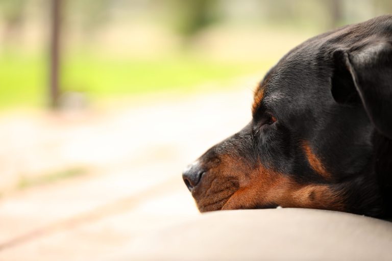 Een rottweiler ligt met zijn kop op de grond en kijkt dromerig voor zich uit, met een zachte, wazige achtergrond.