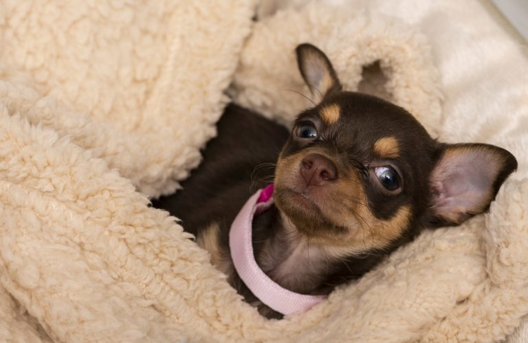 Een kleine pup met een roze halsband ligt gezellig opgerold in een zachte, beige fleece deken en kijkt schattig omhoog.