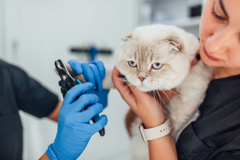 Een dierenarts knipt de nagels van een witte kat met blauwe ogen, terwijl een assistent de kat voorzichtig vasthoudt en geruststelt.