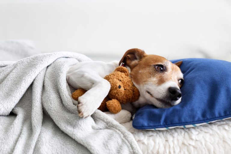 Een hond ligt knus onder een deken op een bed, met zijn kop op een blauw kussen en een klein knuffelbeertje in zijn poten, wat een warm en vertederend beeld oplevert.