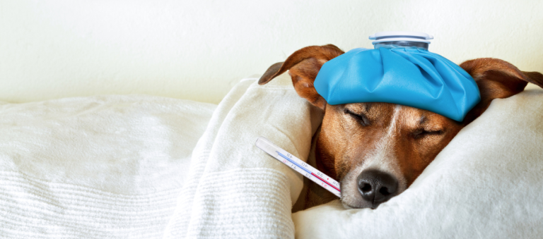 Een hond ligt ingepakt onder een witte deken met een thermometer in zijn bek en een blauw ijspak op zijn hoofd, wat een grappige indruk wekt van een 'zieke' hond.