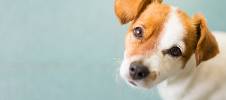 Een kleine hond met bruine en witte vacht kijkt nieuwsgierig in de camera met een licht gekanteld hoofd, tegen een zachte blauwe achtergrond.