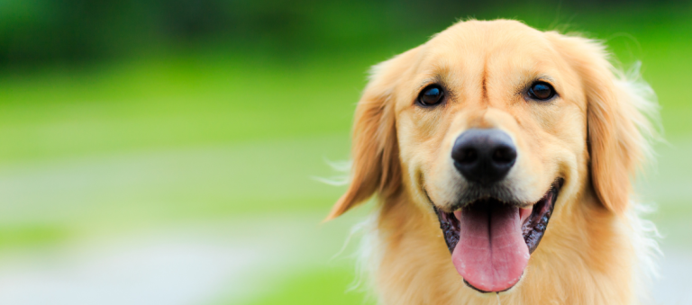 Een vrolijke golden retriever kijkt recht in de camera met zijn tong uit zijn bek, op een zonnige dag met een groene, wazige achtergrond.