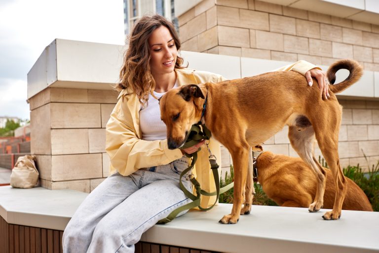 Een jonge vrouw zit buiten op een muurtje en aait een bruine hond die nieuwsgierig naar haar toekomt, terwijl er op de achtergrond nog een andere hond staat.