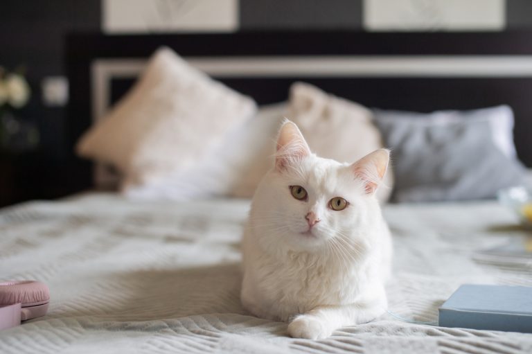 Een witte kat ligt elegant op een opgemaakt bed, met kussens op de achtergrond en een rustige, huiselijke sfeer.