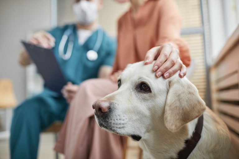 Een bezorgde hond zit naast zijn baasje in een dierenkliniek, terwijl de dierenarts op de achtergrond aantekeningen maakt.