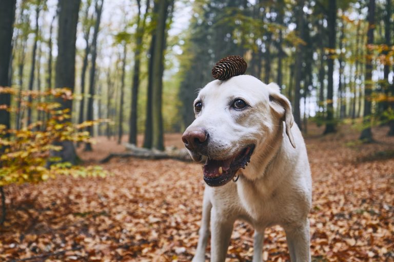 Een vrolijke labrador staat in een herfstig bos met een dennenappel grappig op zijn hoofd gebalanceerd.