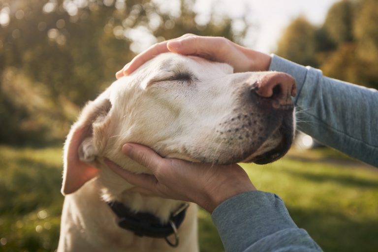 Een close-up van een ontspannen hond met gesloten ogen, terwijl iemand liefdevol zijn hoofd tussen beide handen houdt in een zonovergoten tuin.