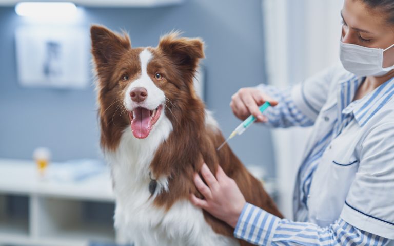 Een dierenarts met een mondmasker geeft een bruine en witte hond een injectie, terwijl de hond ontspannen en blij naar de camera kijkt.