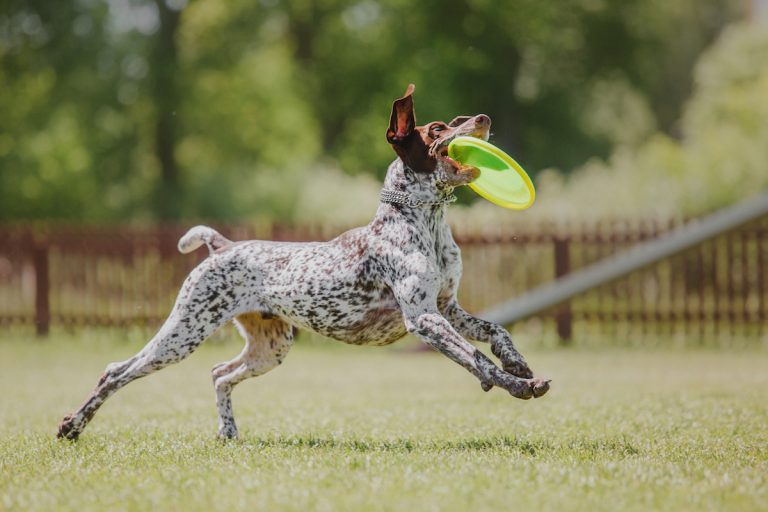 Een energieke hond springt in de lucht op een grasveld en vangt een felgroene frisbee met zijn bek, terwijl zijn oren vrolijk omhoog wapperen.