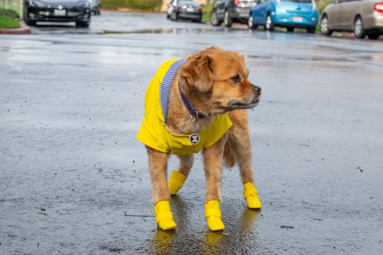 Een hond staat op een natte straat, gekleed in een felgele regenjas en bijpassende regenlaarsjes, terwijl auto’s op de achtergrond geparkeerd staan.