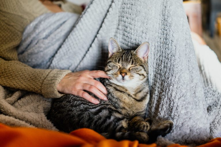 Een ontspannen kat ligt tevreden op schoot bij iemand die haar zachtjes aait, omhuld door een warme deken.