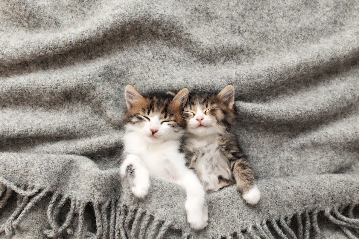 Twee jonge kittens liggen samen onder een grijze deken met alleen hun kopjes en pootjes zichtbaar, wat een warm en knus beeld geeft.