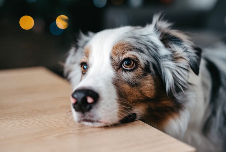 Een hond met een trieste blik rust met zijn kop op een houten tafel, terwijl zachte lichtjes op de achtergrond voor een warme sfeer zorgen.