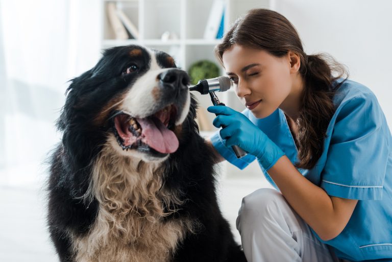 Een dierenarts onderzoekt het oor van een grote, vrolijke hond met een otoscoop, terwijl de hond rustig en tevreden blijft zitten.