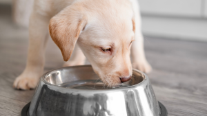 Een lichtgekleurde puppy drinkt water uit een glanzende metalen voerbak op de vloer, met zijn kop omlaag en de aandacht volledig op de bak gericht.