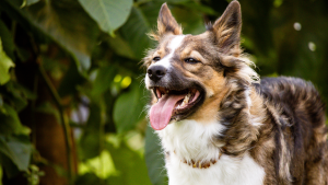 Epilepsie bij honden geen paniek - PetSecur