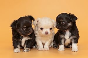 Drie jonge puppy’s zitten dicht bij elkaar op een oranje achtergrond — twee zwart-witte en één crèmekleurige — en kijken nieuwsgierig om zich heen.