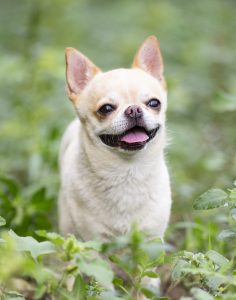 Chihuahua verzekeren PetSecur
