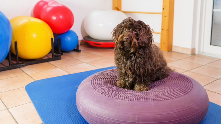 Een kleine, langharige hond zit op een paarse oefenbal in een kamer met fitnessmateriaal, waaronder gekleurde oefenballen op de achtergrond.